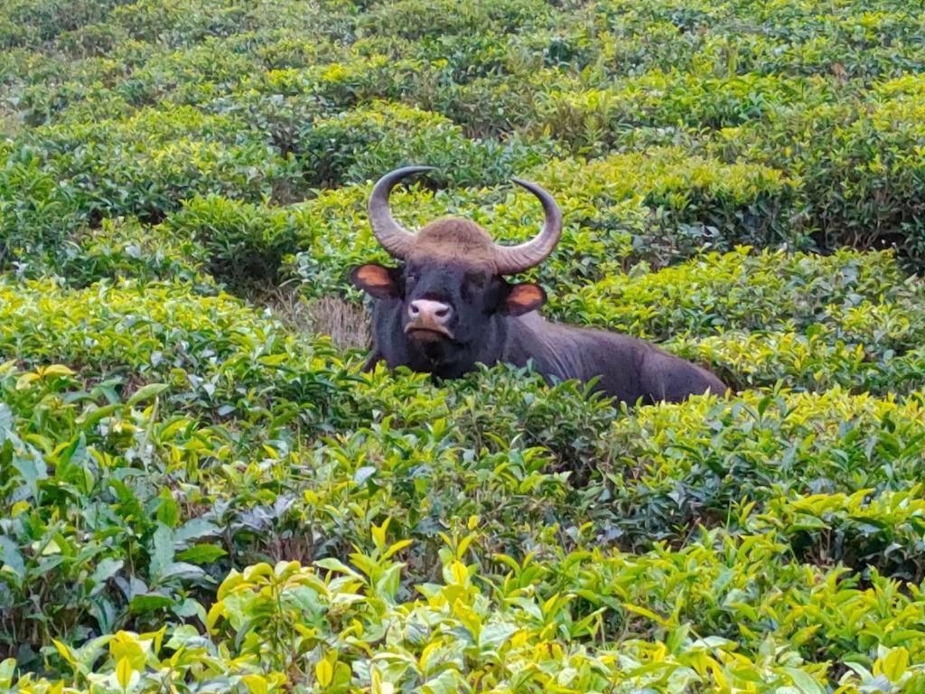 Acorn House Hotel Ooty Buitenkant foto